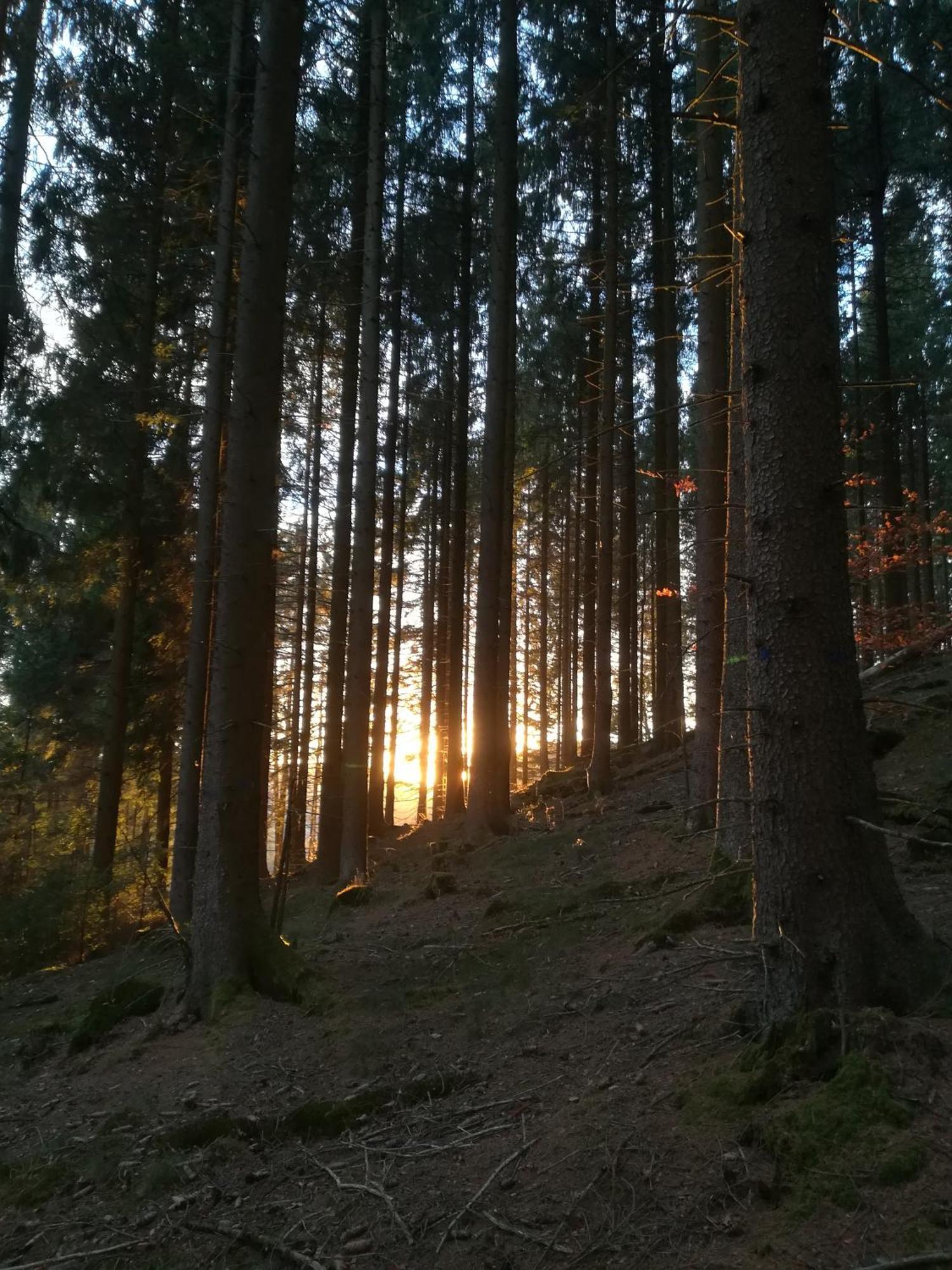 Ferienwohnung Sonnenhuegel Wildemann Dış mekan fotoğraf
